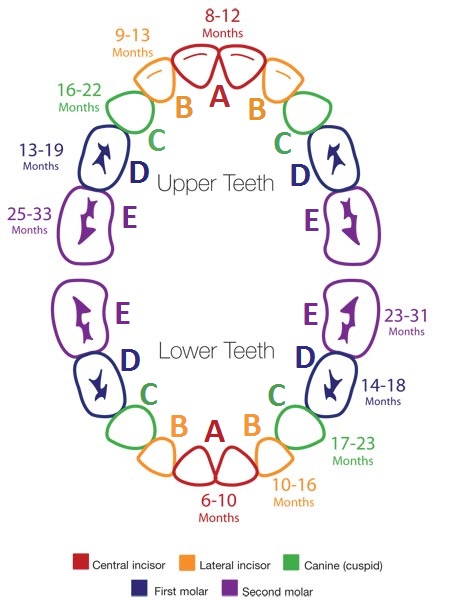 Teething-Chart-Rainbow