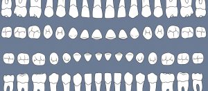 Teeth Eruption Timetable
