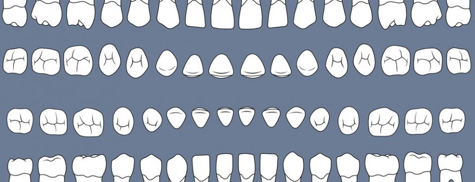 Teeth Eruption Timetable